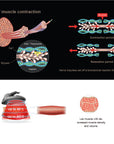 Mechanism of muscle contraction is applied for fat reduction and muscle building 